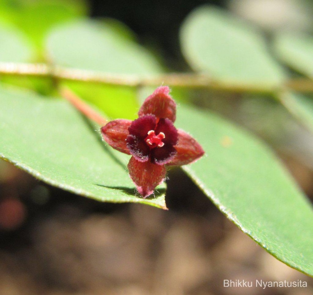 Phyllanthus cinereus Müll.Arg.